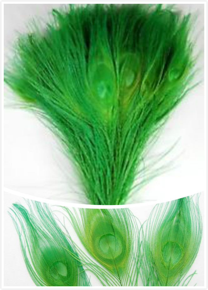 200 peacock feathers in mint green(25-35inch) - Click Image to Close